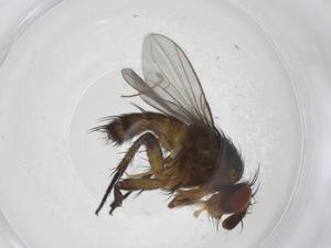  (Siphona Malaise0800 - CBG-A40036-A07)  @11 [ ] CreativeCommons - Attribution Share - Alike (2024) Centre for Biodiversity Genomics Centre for Biodiversity Genomics