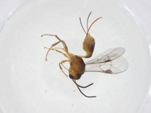  (tersiMalaise01 Malaise9441 - CBG-A40055-B02)  @11 [ ] CreativeCommons - Attribution Share - Alike (2024) Centre for Biodiversity Genomics Centre for Biodiversity Genomics