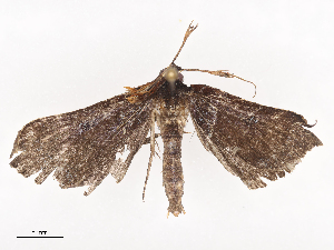  ( - CBG-A40145-B08)  @11 [ ] CreativeCommons - Attribution Share - Alike (2024) CBG Photography Group Centre for Biodiversity Genomics