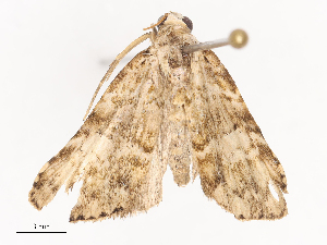  ( - CBG-A40145-D06)  @11 [ ] CreativeCommons - Attribution Share - Alike (2024) CBG Photography Group Centre for Biodiversity Genomics