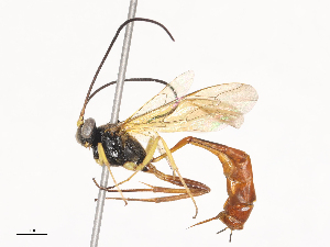  ( - CBG-A40146-G02)  @11 [ ] CreativeCommons - Attribution Share - Alike (2024) CBG Photography Group Centre for Biodiversity Genomics