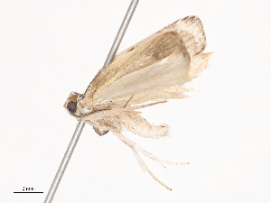  (Antaeotricha BioLep2495 - CBG-A40146-G06)  @11 [ ] CreativeCommons - Attribution Share - Alike (2024) CBG Photography Group Centre for Biodiversity Genomics