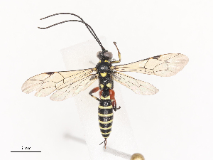  ( - CBG-A40146-H11)  @11 [ ] CreativeCommons - Attribution Share - Alike (2024) CBG Photography Group Centre for Biodiversity Genomics