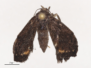  ( - CBG-A40147-D12)  @11 [ ] CreativeCommons - Attribution Share - Alike (2024) CBG Photography Group Centre for Biodiversity Genomics