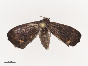  ( - CBG-A40148-F04)  @11 [ ] CreativeCommons - Attribution Share - Alike (2024) CBG Photography Group Centre for Biodiversity Genomics