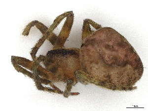  ( - CBG-A40149-H11)  @11 [ ] CreativeCommons - Attribution Share-Alike (2024) CBG Photography Group Centre for Biodiversity Genomics