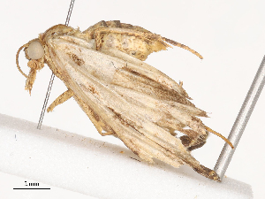  (Psaliodes Malaise4130 - CBG-A40210-A02)  @11 [ ] CreativeCommons - Attribution Share - Alike (2024) CBG Photography Group Centre for Biodiversity Genomics