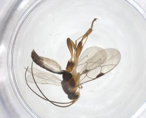  ( - CBG-A38639-H11)  @11 [ ] CreativeCommons - Attribution Share - Alike (2024) Centre for Biodiversity Genomics Centre for Biodiversity Genomics