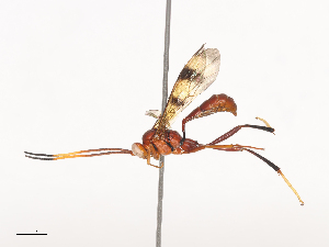  ( - CBG-A40210-F05)  @11 [ ] CreativeCommons - Attribution Share - Alike (2024) CBG Photography Group Centre for Biodiversity Genomics