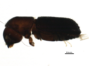  ( - BIOUG14064-G10)  @12 [ ] CreativeCommons - Attribution (2015) CBG Photography Group Centre for Biodiversity Genomics