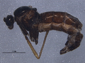  (Sciara isopalpi - BIOUG14065-A02)  @12 [ ] CreativeCommons - Attribution (2014) CBG Photography Group Centre for Biodiversity Genomics