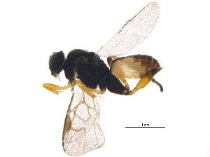  (Cotesia subordinaria - BIOUG14340-D11)  @14 [ ] CreativeCommons - Attribution (2015) CBG Photography Group Centre for Biodiversity Genomics