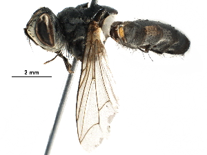 ( - BIOUG14273-F12)  @11 [ ] CreativeCommons - Attribution (2016) CBG Photography Group Centre for Biodiversity Genomics