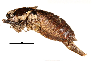  (Atlanticus sinensis - BIOUG14399-H05)  @14 [ ] CreativeCommons - Attribution (2015) CBG Photography Group Centre for Biodiversity Genomics