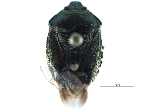  ( - BIOUG14806-B08)  @13 [ ] CreativeCommons - Attribution (2015) CBG Photography Group Centre for Biodiversity Genomics