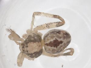  ( - CBG-A62959-H03)  @11 [ ] CreativeCommons - Attribution Share - Alike (2025) Centre for Biodiversity Genomics Centre for Biodiversity Genomics