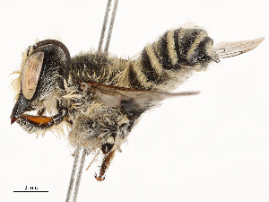  ( - CBG-A65425-E02)  @11 [ ] CreativeCommons - Attribution Share - Alike (2025) CBG Photography Group Centre for Biodiversity Genomics