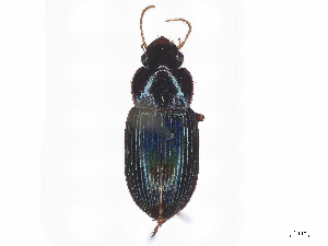  (Selenophorus fabricii - CBG-A58675-F12)  @11 [ ] CreativeCommons - Attribution Share - Alike (2025) CBG Photography Group Centre for Biodiversity Genomics