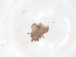  ( - CBG-B03898-H06)  @11 [ ] CreativeCommons - Attribution Share - Alike (2025) Centre for Biodiversity Genomics Centre for Biodiversity Genomics