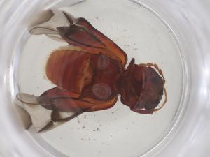  ( - CBG-B03901-A04)  @11 [ ] CreativeCommons - Attribution Share - Alike (2025) Centre for Biodiversity Genomics Centre for Biodiversity Genomics