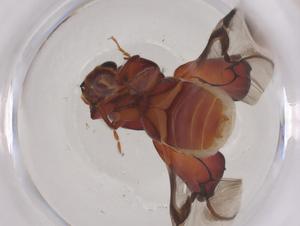  ( - CBG-B03902-B08)  @11 [ ] CreativeCommons - Attribution Share - Alike (2025) Centre for Biodiversity Genomics Centre for Biodiversity Genomics