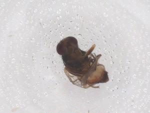  ( - CBG-B03905-D02)  @11 [ ] CreativeCommons - Attribution Share - Alike (2025) Centre for Biodiversity Genomics Centre for Biodiversity Genomics