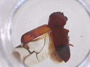  ( - CBG-B05008-F08)  @11 [ ] CreativeCommons - Attribution Share - Alike (2025) Centre for Biodiversity Genomics Centre for Biodiversity Genomics