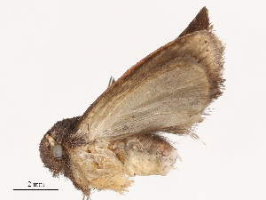  ( - CBG-B13560-E12)  @11 [ ] CreativeCommons - Attribution Share - Alike (2025) CBG Photography Group Centre for Biodiversity Genomics