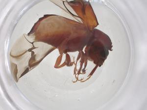  ( - CBG-B20347-A03)  @11 [ ] CreativeCommons - Attribution Share - Alike (2025) Centre for Biodiversity Genomics Centre for Biodiversity Genomics