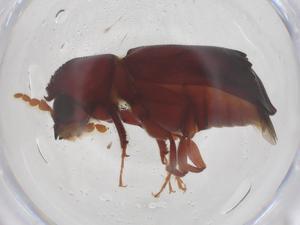  ( - CBG-B20347-F02)  @11 [ ] CreativeCommons - Attribution Share - Alike (2025) Centre for Biodiversity Genomics Centre for Biodiversity Genomics