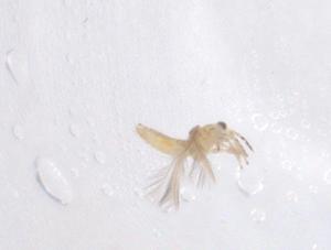  ( - CBG-B20352-G07)  @11 [ ] CreativeCommons - Attribution Share - Alike (2025) Centre for Biodiversity Genomics Centre for Biodiversity Genomics