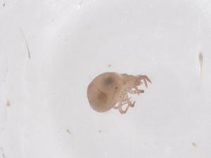  ( - CBG-B20459-F03)  @11 [ ] CreativeCommons - Attribution Share - Alike (2025) Centre for Biodiversity Genomics Centre for Biodiversity Genomics