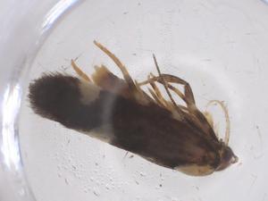  ( - CBG-B20730-G03)  @11 [ ] CreativeCommons - Attribution Share - Alike (2025) Centre for Biodiversity Genomics Centre for Biodiversity Genomics