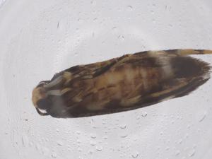  ( - CBG-B20730-G10)  @11 [ ] CreativeCommons - Attribution Share - Alike (2025) Centre for Biodiversity Genomics Centre for Biodiversity Genomics