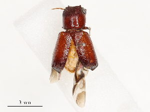  ( - CBG-B21222-B05)  @11 [ ] CreativeCommons - Attribution Share - Alike (2025) CBG Photography Group Centre for Biodiversity Genomics