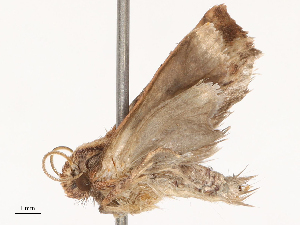  ( - CBG-B21233-H09)  @11 [ ] CreativeCommons - Attribution Share - Alike (2025) CBG Photography Group Centre for Biodiversity Genomics