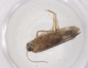  ( - CBG-B21301-A03)  @11 [ ] CreativeCommons - Attribution Share - Alike (2025) Centre for Biodiversity Genomics Centre for Biodiversity Genomics