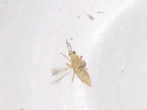  ( - CBG-B21303-G04)  @11 [ ] CreativeCommons - Attribution Share - Alike (2025) Centre for Biodiversity Genomics Centre for Biodiversity Genomics