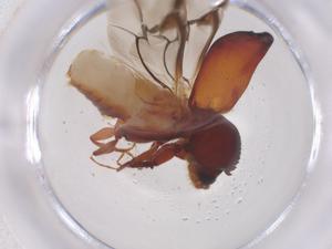  ( - CBG-B21345-G07)  @11 [ ] CreativeCommons - Attribution Share - Alike (2025) Centre for Biodiversity Genomics Centre for Biodiversity Genomics