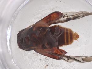  ( - CBG-B21350-G12)  @11 [ ] CreativeCommons - Attribution Share - Alike (2025) Centre for Biodiversity Genomics Centre for Biodiversity Genomics