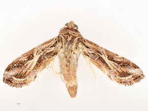  ( - CBG-B22884-F10)  @11 [ ] CreativeCommons - Attribution Share - Alike (2025) CBG Photography Group Centre for Biodiversity Genomics