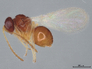  (Alloxysta curta - BIOUG40764-B10)  @13 [ ] CreativeCommons - Attribution (2022) CBG Photography Group Centre for Biodiversity Genomics