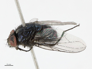  ( - CBG-A13350-D10)  @11 [ ] CreativeCommons - Attribution Share - Alike (2023) CBG Photography Group Centre for Biodiversity Genomics