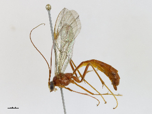  ( - CBG-A14978-A04)  @11 [ ] CreativeCommons - Attribution Share - Alike (2023) CBG Photography Group Centre for Biodiversity Genomics