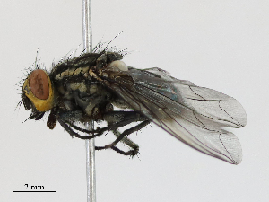  ( - CBG-A16669-A05)  @11 [ ] CreativeCommons - Attribution Share - Alike (2023) CBG Photography Group Centre for Biodiversity Genomics