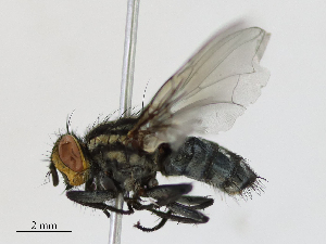  ( - CBG-A16669-A06)  @11 [ ] CreativeCommons - Attribution Share - Alike (2023) CBG Photography Group Centre for Biodiversity Genomics