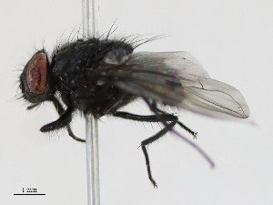 ( - CBG-A16669-B06)  @11 [ ] CreativeCommons - Attribution Share - Alike (2023) CBG Photography Group Centre for Biodiversity Genomics