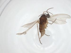  ( - CBG-A30192-E01)  @11 [ ] CreativeCommons - Attribution Share - Alike (2024) Centre for Biodiversity Genomics Centre for Biodiversity Genomics