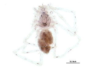  ( - BIOUG17486-A09)  @12 [ ] CreativeCommons - Attribution (2015) CBG Photography Group Centre for Biodiversity Genomics