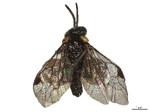  ( - BIOUG63911-E01)  @11 [ ] CreativeCommons - Attribution Share - Alike (2025) CBG Photography Group Centre for Biodiversity Genomics